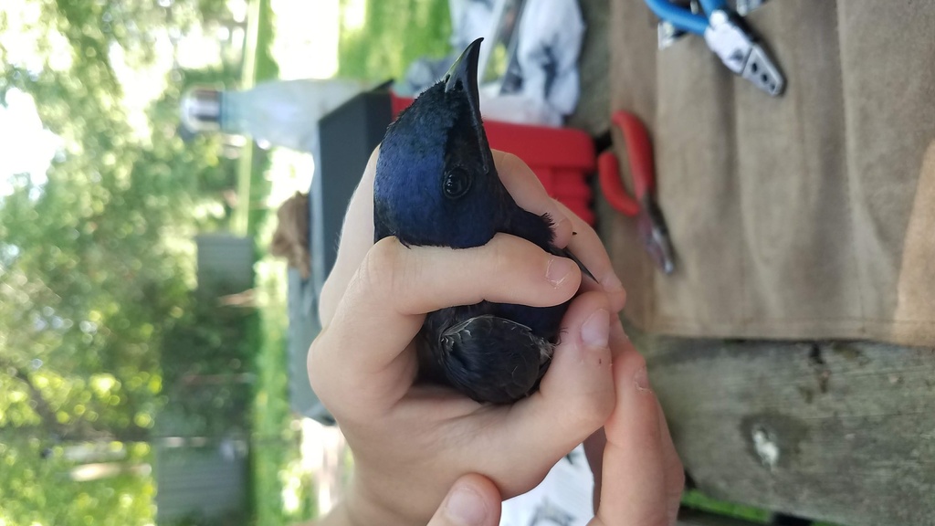 Picture of Neil Bernstein banding birds