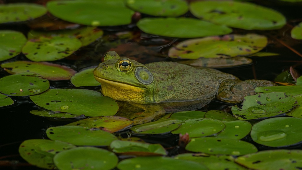 Bullfrog